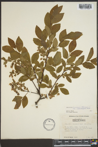 Vaccinium stamineum var. melanocarpum image