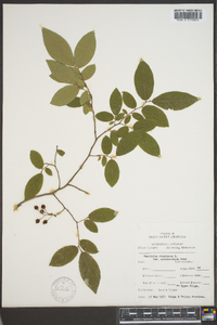 Vaccinium stamineum var. melanocarpum image