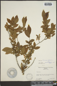 Vaccinium stamineum var. neglectum image