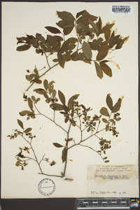 Vaccinium stamineum var. neglectum image