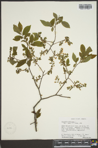 Vaccinium stamineum var. neglectum image