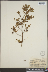 Vaccinium stamineum var. neglectum image