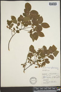 Vaccinium stamineum var. neglectum image