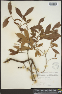 Vaccinium stamineum var. neglectum image