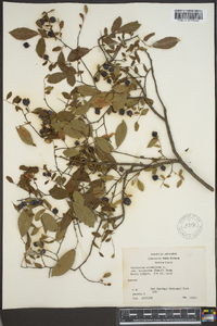 Vaccinium stamineum var. neglectum image