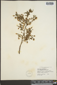 Vaccinium stamineum var. neglectum image