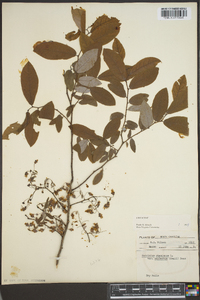 Vaccinium stamineum var. neglectum image