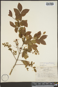 Vaccinium stamineum var. neglectum image