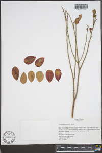 Vaccinium tenellum image