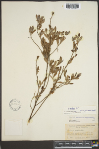 Vaccinium tenellum image