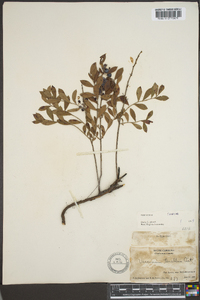 Vaccinium tenellum image