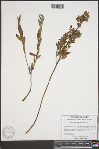 Vaccinium tenellum image