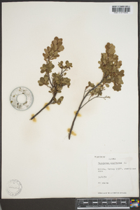 Vaccinium uliginosum image