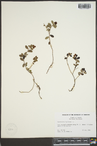 Vaccinium uliginosum image