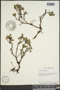 Vaccinium uliginosum image