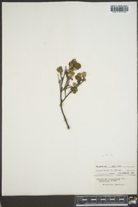 Vaccinium uliginosum image