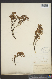 Vaccinium uliginosum image