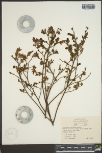 Vaccinium vacillans image