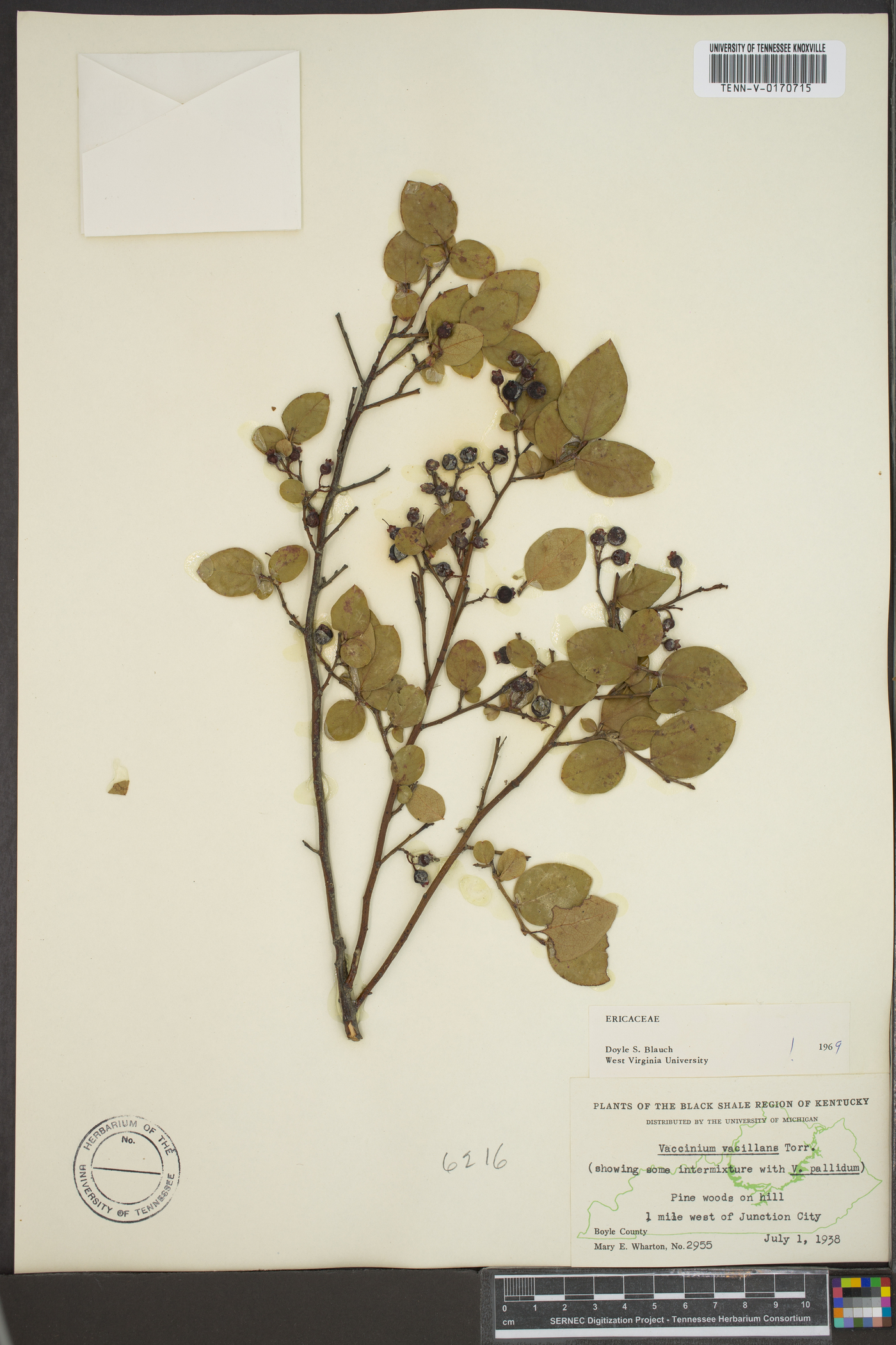 Vaccinium vacillans image