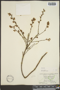 Vaccinium vacillans image