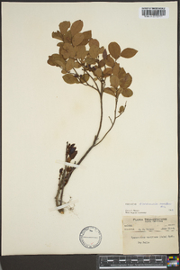 Vaccinium vacillans image