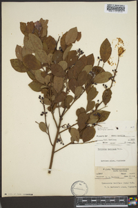 Vaccinium vacillans image