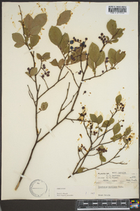 Vaccinium vacillans image