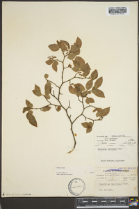 Vaccinium vacillans image