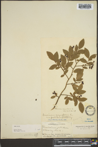 Vaccinium vacillans image