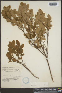 Vaccinium vacillans image