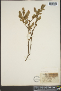 Vaccinium vacillans image