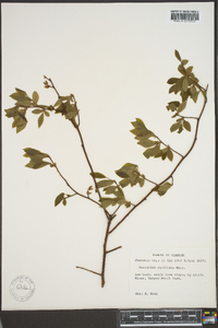 Vaccinium vacillans image