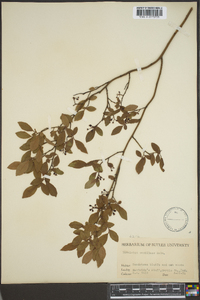 Vaccinium vacillans image