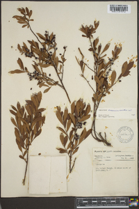 Vaccinium vacillans image