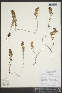 Vaccinium vitis-idaea image