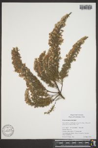 Erica lusitanica image