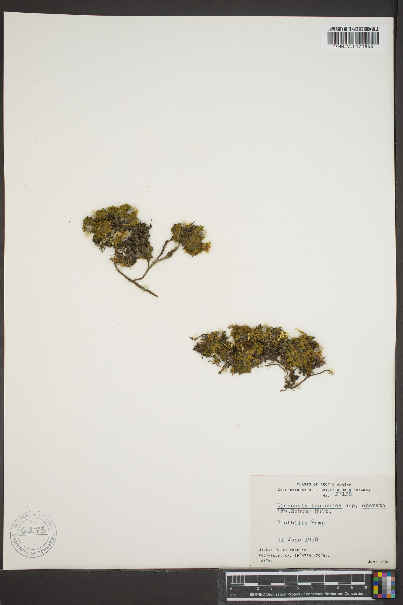 Diapensia lapponica subsp. obovata image