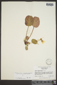 Shortia galacifolia image