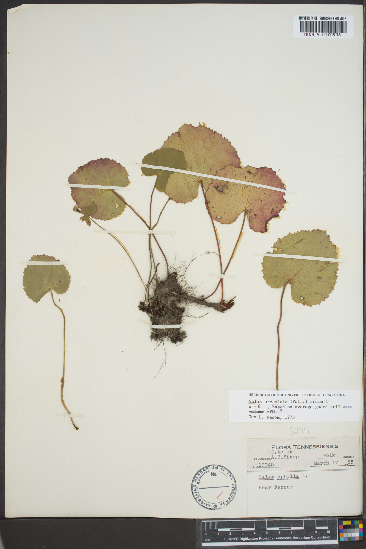 Galax aphylla image