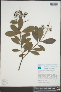 Ardisia escallonioides image