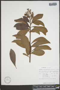 Ardisia escallonioides image