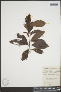 Ardisia escallonioides image