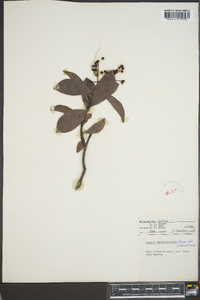 Ardisia escallonioides image