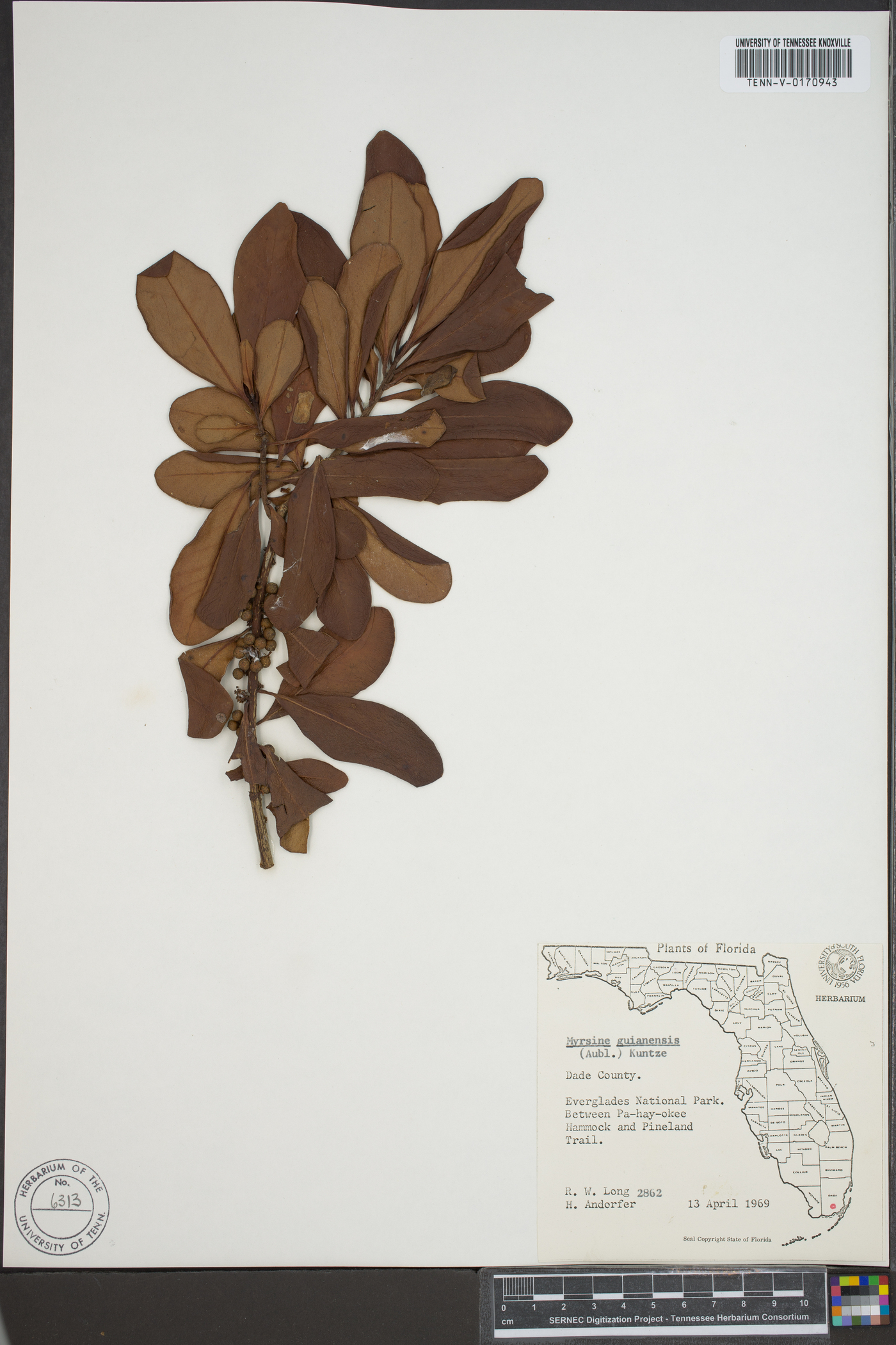 Myrsine guianensis image