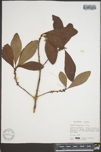 Myrsine guianensis image