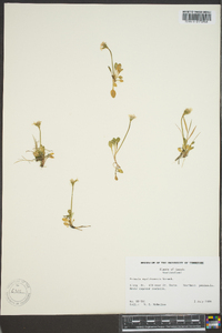 Primula egaliksensis image