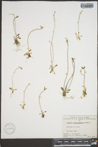 Primula egaliksensis image