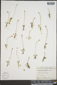 Primula egaliksensis image