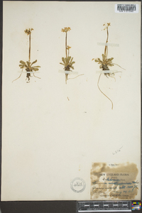 Primula mistassinica image