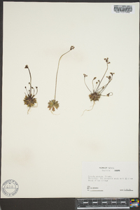 Primula stricta image